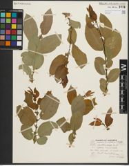 Foto von Salix pseudomonticola C. R. Ball